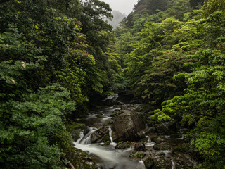 Fototapeta na wymiar A stream between the dripping trees in the mystical dark rainy forests of Yakushima, Japan
