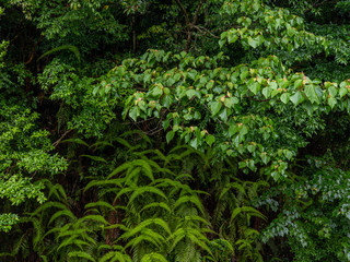 Naklejka na ściany i meble Forest foliage on a rainy day in Japan