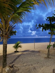 árvore, praia, céu, noturno, azul natural