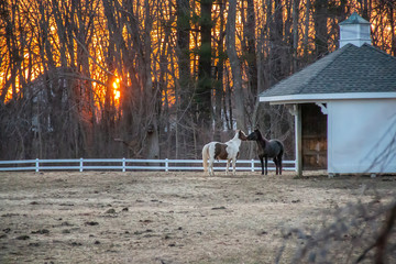 Two horses kissing at sunset by a barn © Benjamin