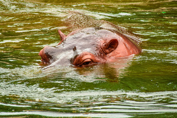 hippopotamus is searching for his food
