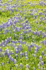 Field of Bluebonnets - horizontal