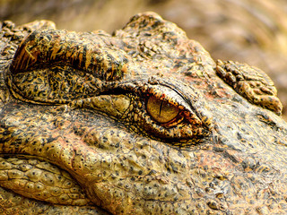 Naklejka premium crocodile is looking to my lens