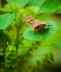 tiny butterfly is sitting on a beautiful leaf