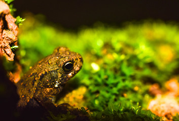 baby frog is roaming around