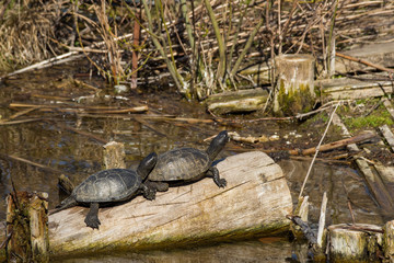 Closeup of male and female Painted box turtles resting