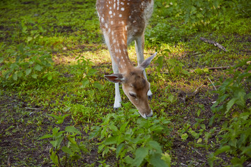 Obraz premium Charming fallow deer eating grass in the summer forest