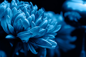 Chrysanthemum petals in soft blue colors. Beautiful flowers with blur background. Abstract blue background.