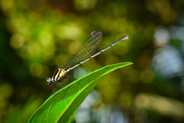 tiny dragonfly is sitting on a leaf