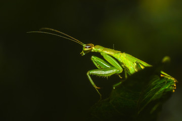 beautiful grasshopper is searching for his food