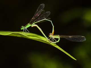 tiny dragonfly is sitting on a leaf