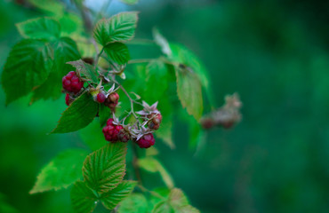 wild strawberry on a bush