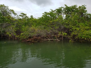 rio, água, verde, natureza, vida, preservado, sem contaminação, sem poluição