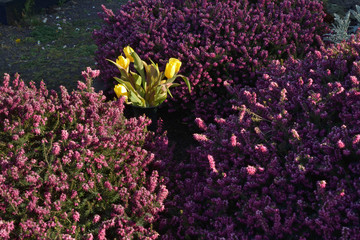 tulpenstrauss zwischen heidekraut