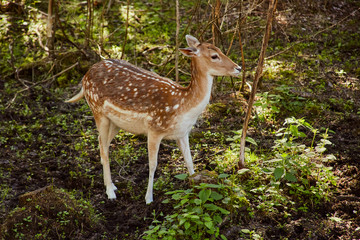 Roe deer in the spring forest