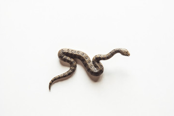Obraz premium Close up photo of huge and dangerous anaconda snake