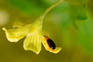 bug is hooping around a branch of leaves