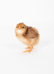 Obraz premium yellow chick isolated side