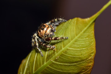 colorful spider is hanging from a tree