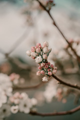 Blooming cherry sakura trees pink and white. Cherry blossoms. Denver city views during Spring time. Spring season. Beautiful bloom trees in park. Historical views. Pink and white petals on cherry tree