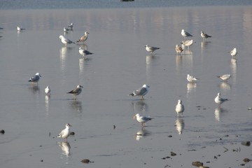 Group of birds at the seashore that turned into partially mud and old tyre was thrown to the sea