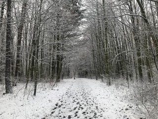winter snow forest path