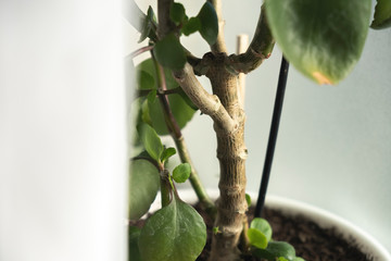 young plant on a tree