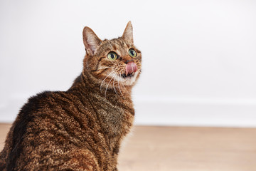 chat tigré se léchant les babines dans l'intérieur d'une maison 