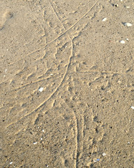 The outgoing tide uncovers unique tracks on beach sand made by horseshoe crabs swimming  in shallow water during the previous high tide cycle.