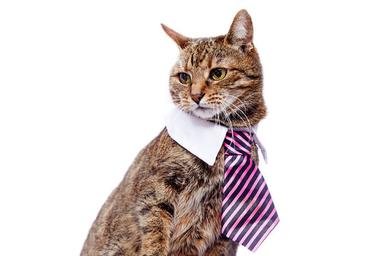chat tigr&eacute; dr&ocirc;le avec une cravate rose sur fond blanc isol&eacute; 