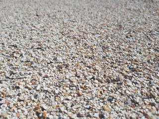 frutos do mar, deserto, cascas, moluscos, natureza, areia, praia, natureza