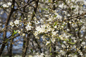 Firework of white cherry plum flowers on a background of blue sky.