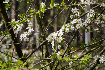 White flowers of cherry plum with yellow stamens on a branch in the spring garden.