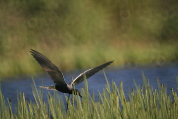 Black tern (Chlidonias niger) flying