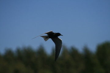 Black tern (Chlidonias niger) flying