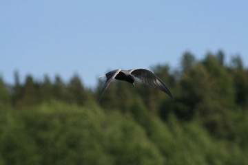 Black tern (Chlidonias niger) flying