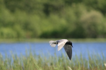 Black tern (Chlidonias niger) flying