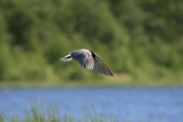 Black tern (Chlidonias niger) flying