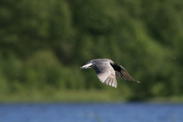 Black tern (Chlidonias niger) flying
