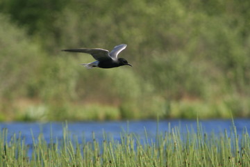Black tern (Chlidonias niger) flying