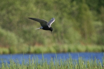 Black tern (Chlidonias niger) flying