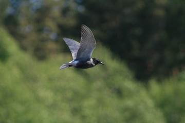 Black tern (Chlidonias niger) flying