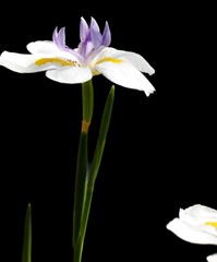 Single stem white, yellow and purple iris lily with a dramatic black background