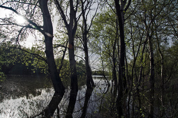 Flooded forest in spring