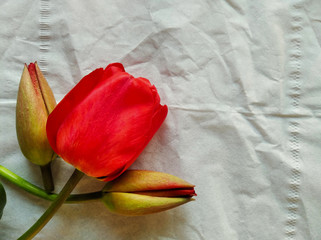 Three red tulips lie on the table. Tulips on a white background. Tulips on a white napkin.