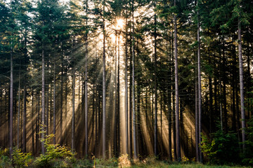 Sonnenstrahlen Wald