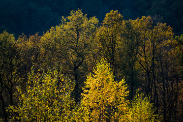 Obraz premium golderner herbst