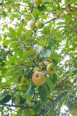 Magical garden of paradise - apples on branches. Caucasus, mountains, summer.