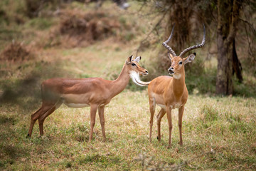 Male and female impala at Lake Nakuru