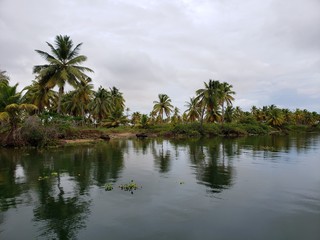 Fototapeta na wymiar rio, palmeiras, coqueiro, natureza, vegetação, água